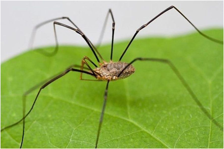 ARAÑA PATAS LARGAS