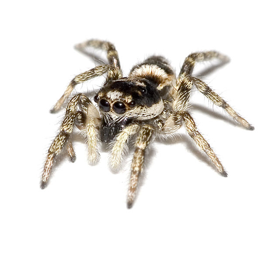 ATRAPA MOSCA