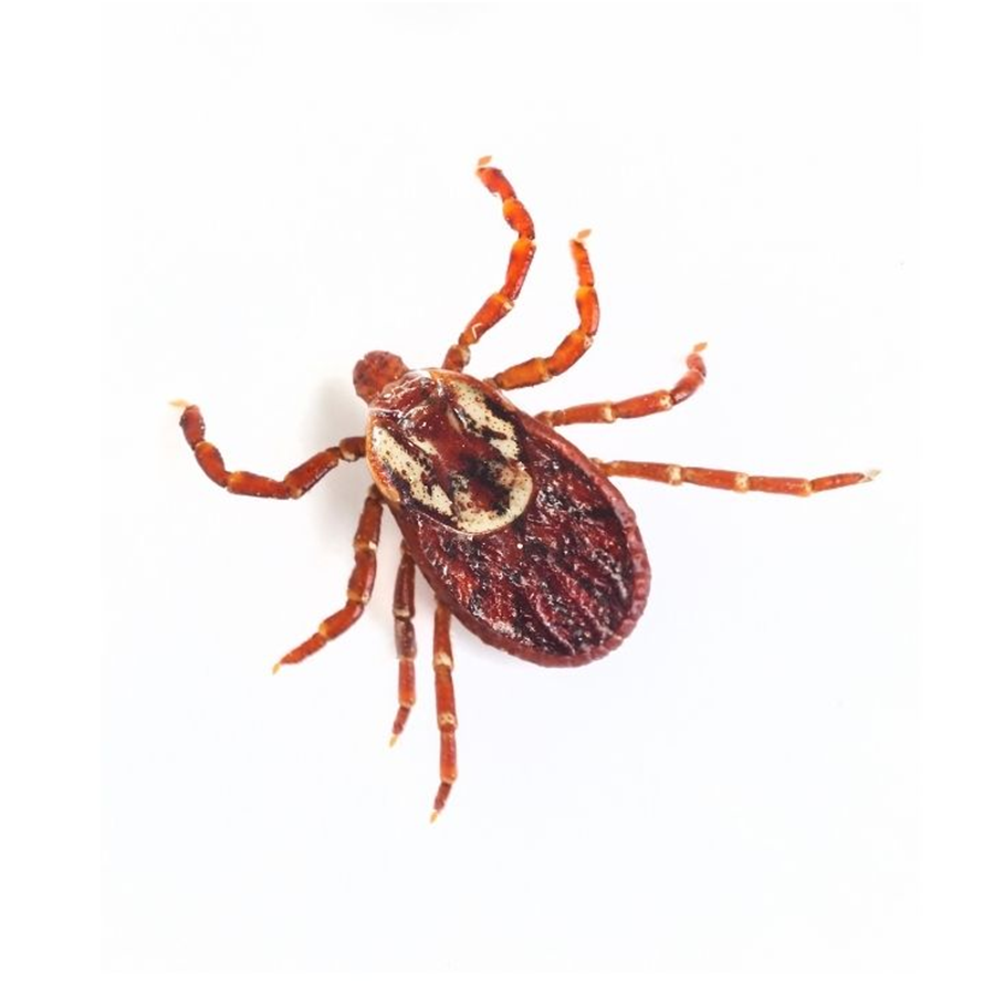 GARRAPATA