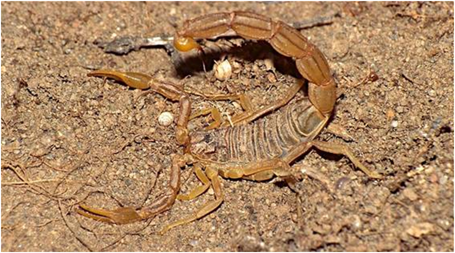 ESCORPION